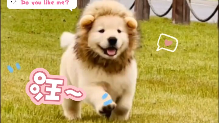 How Well Do Lion-Hair Wigs Match Little Golden Retrievers!