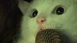 安静下来，听我简单喵两句