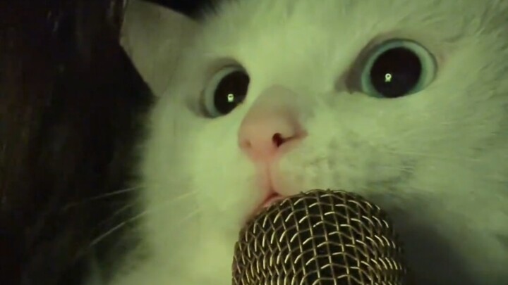 Calm down and let me say a quick meow or two.