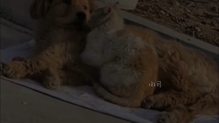 สัตว์จรจัดในฤดูหนาวทางภาคเหนือ ขอให้ทุกตัวได้รับความเมตตาด้วยใจอ่อนโยน