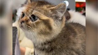 "The little milk cat is weak, pitiful, and helpless"