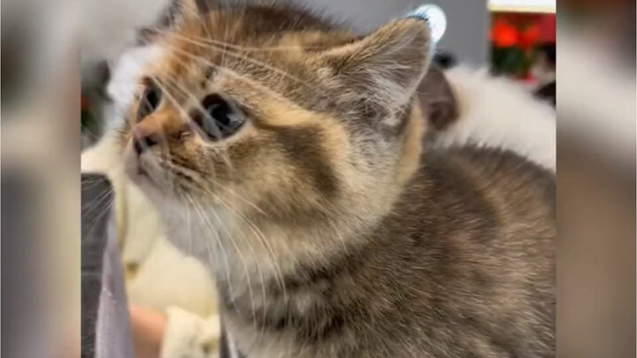 "Kucing kecil yang lemah, menyedihkan, dan tak berdaya"