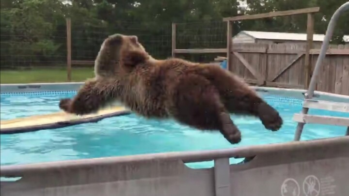 بطل الغطس الصغير