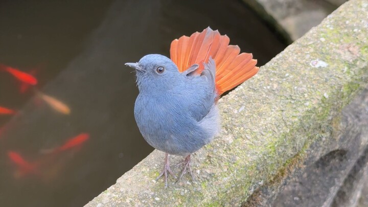 Kikuk merah, ekormu memang sangat merah!
