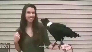 Smart berb