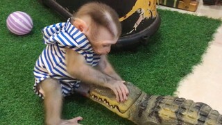 Monkey Mino and the Crocodile