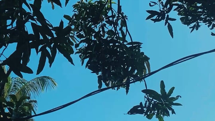 ভিডিও ভাইরাল ২০২৬