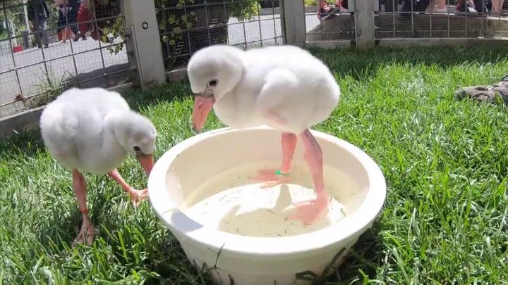 【火烈鸟宝宝】真是鸟大十八变啊