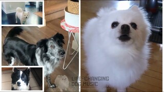 Pope Is a Rockstar but Dogs Sung It (Dogs Version Cover)DOG   Indie   SALES   Pope Is a Rockstar   0