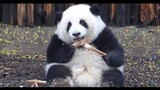 Panda Channel | Panda Cub Hehua Acting Cute
