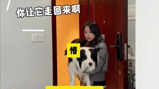 Kelemahan selektif di antara pemilik anjing