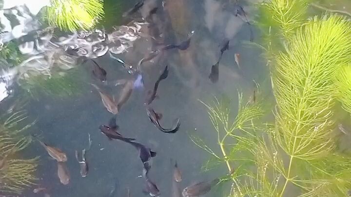 feeding electric blue moscow guppy