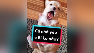 Cả nhà thích Bi ở điểm gì nào cunyeucuadua chó chócon chókhôn chócute xuhuong fyp