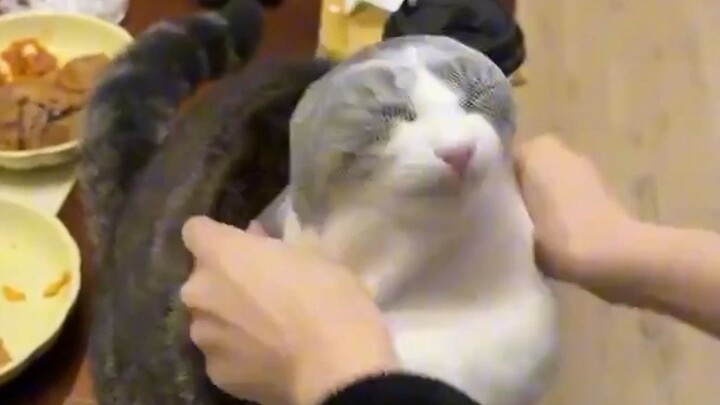 Cat: Some sneaky tricks keep getting turned on me.