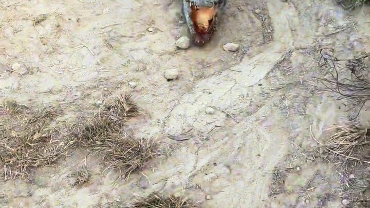 Anggota keluarga, pria paling berani di pertanian ada di sini.