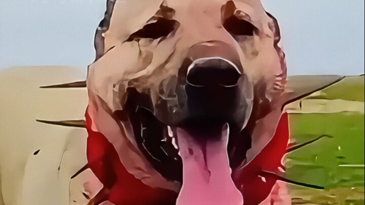 The Kangal is one of the most ferocious dogs in the world, so why can’t it beat a hyena?