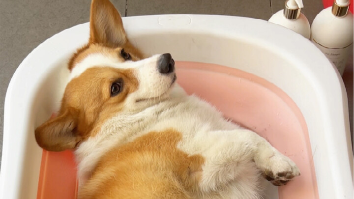 Dirty dog’s taking another bath~ So dirty, so dirty~