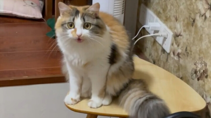 Pulang terlalu malam, kena marah habis-habisan sama kucing.