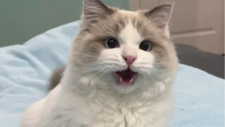 "Chơi!!"