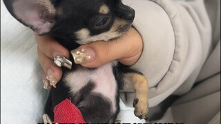 Chú chó nhỏ một cân suýt nữa bị nấm hương hạ gục dễ dàng