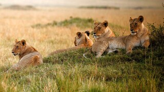 lion-158980