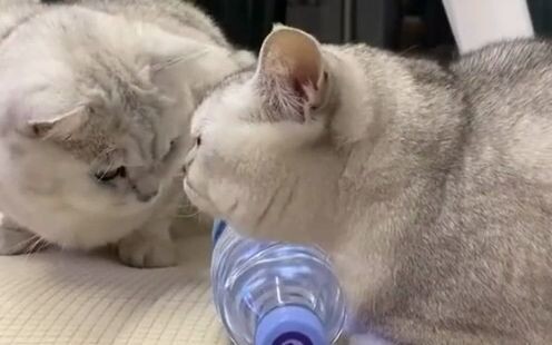 What on earth have I been raising?