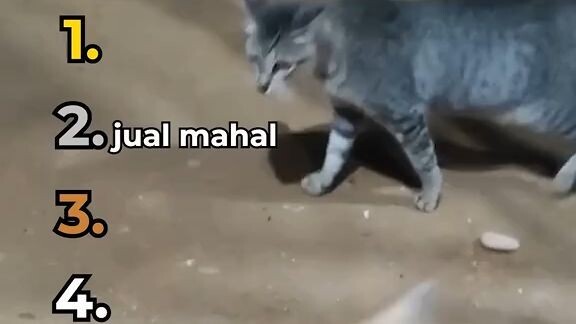 kmu lebih suka kucingnya mode apa