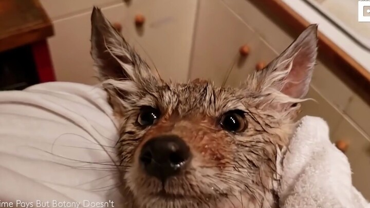 جرو كوجوت أنقذه عالم نباتات