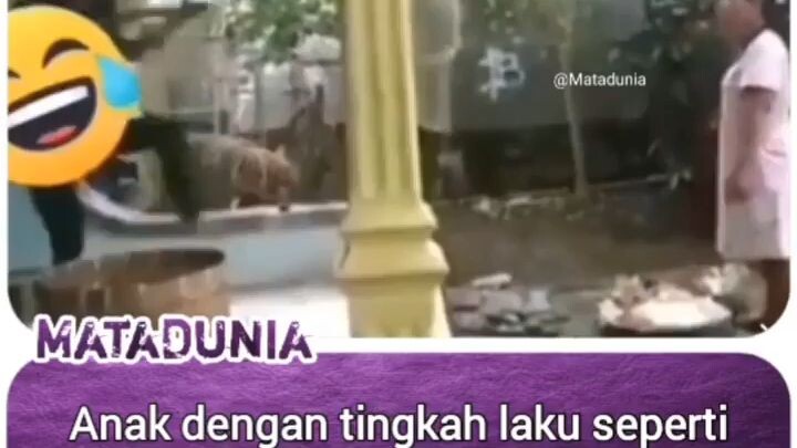 adek gua itu