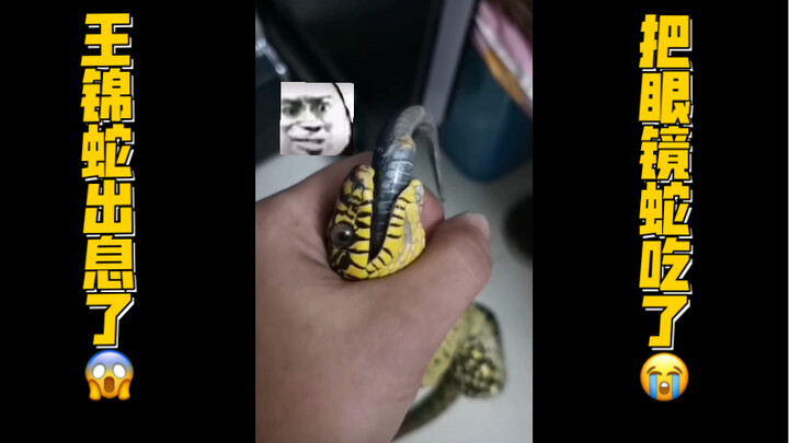Ular sanca milik pelanggan memakan ular kobra… (*_*)!