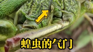 هذا هو فتحة التنفس الخاصة بالجراد، ويمكنك رؤية حالة تنفسه بوضوح.