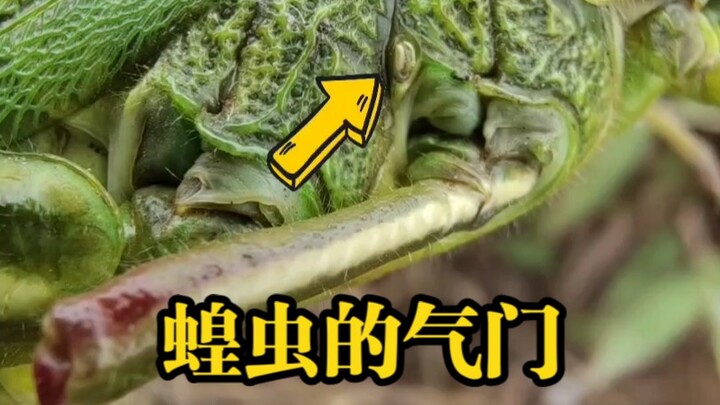 These are the locust's spiracles—you can clearly see how it breathes.