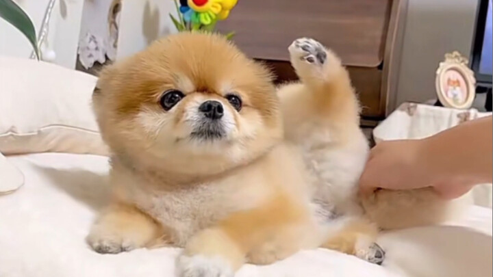 When the little Pomeranian gets its back and tail stroked———involuntary little paw wiggles!