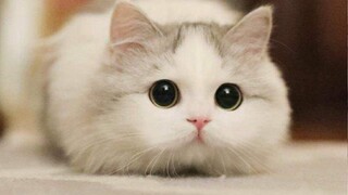 Baby Cats - Lovely Super Cute Kittens In The World | Cute Cats