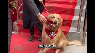 The dog scarf is the highlight