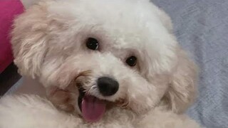Cún con ham chơi #poodle #yeuchomeo #boss #thucung #dogs #pets #cuncung