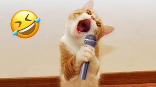 Try not to laugh impossible,🤣 funny animal videos,😹Try not to laugh,