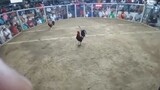 win. noveleta cock pit arena