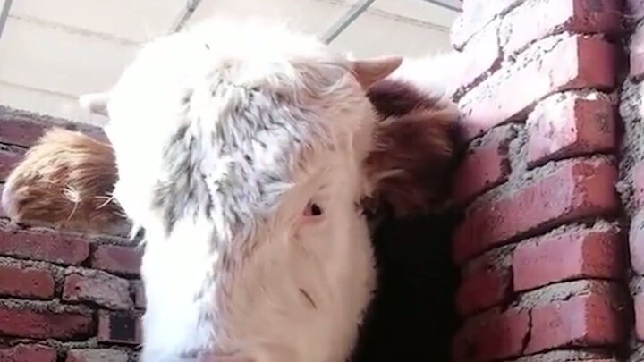 I'm not a pervert; I'm a gadfly.