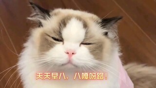 "What if Cats Could Talk"