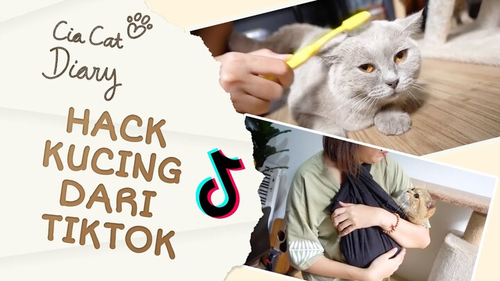 4 Tiktok Hack Kucing Tipsnya Bisa Langsung Dipakai! Cia Cat Diary