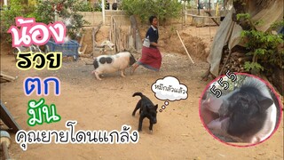 🐖น้องรวยตกมัน😱🐖🐘55