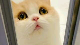 عندما يكون لدي قطة صغيرة "ترد على كل شيء"!