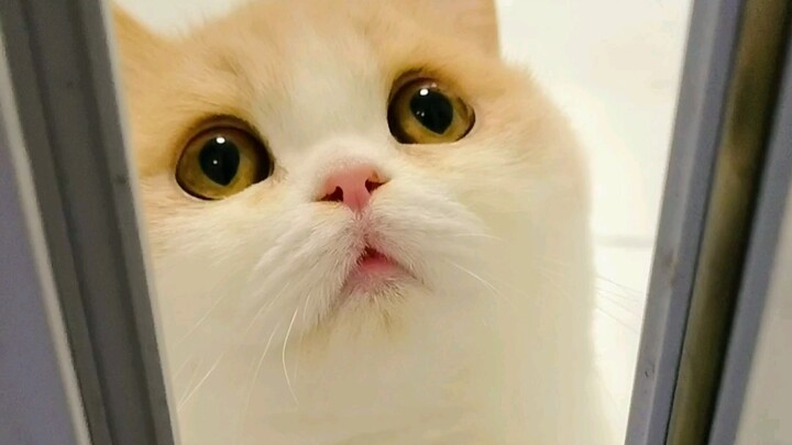 当我有一只“事事都有回应”的小猫咪！