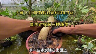 Is it possible to harvest three vegetables at the same time by grafting cabbage and kale onto a larg