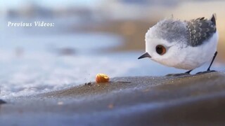 Piper Short Film by Disney Pixar Movies For Free : Link In Description