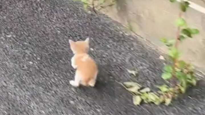 Aksi lambat, anak kucing ketakutan menjadi katak