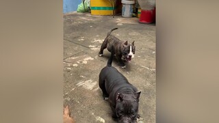 hàihước exoticbully lu