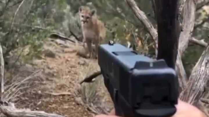 七步之内枪确实又准又快