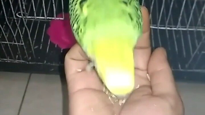 My budgerigar bird 🐦❤️